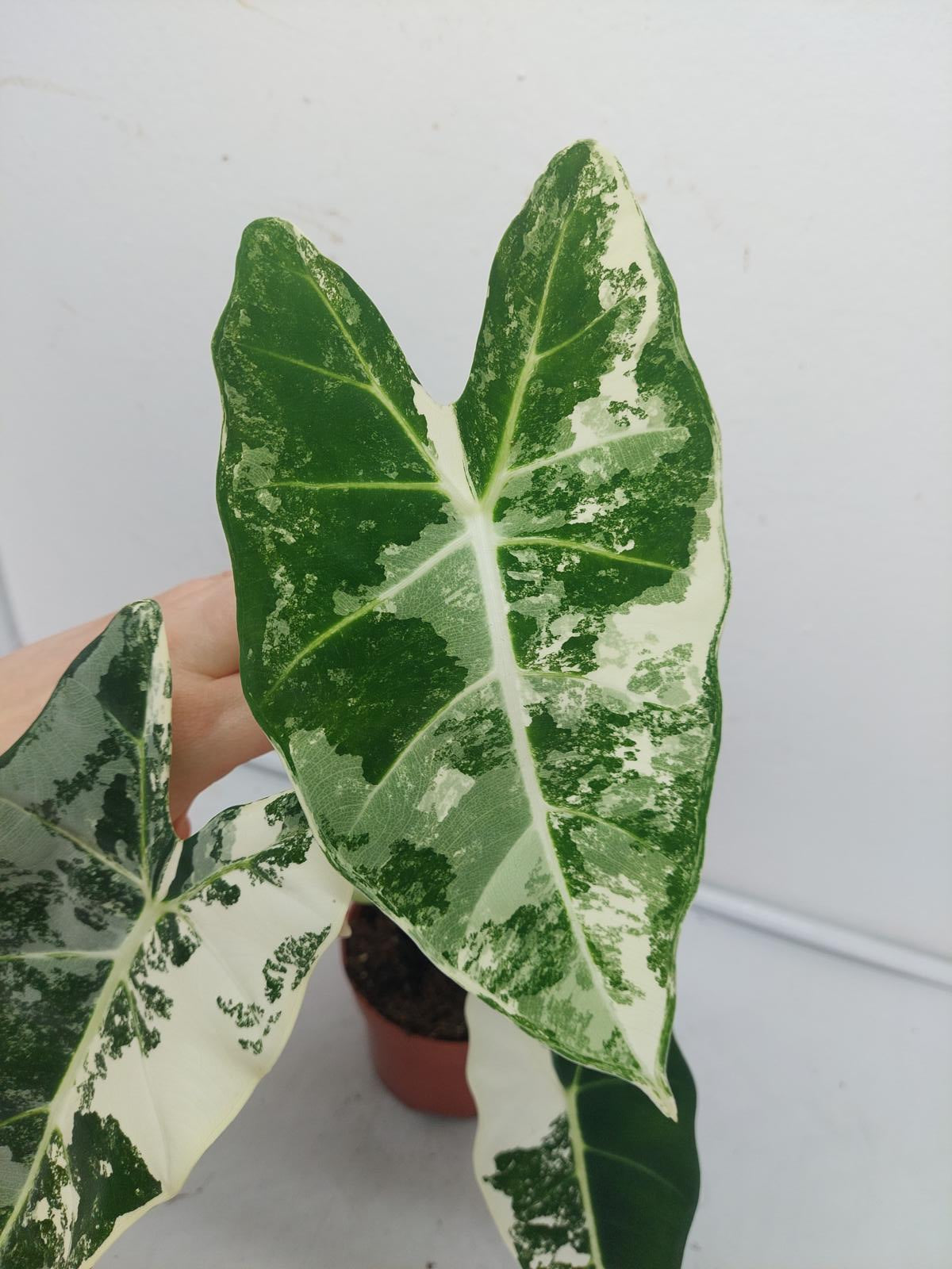 Alocasia Frydek Variegata