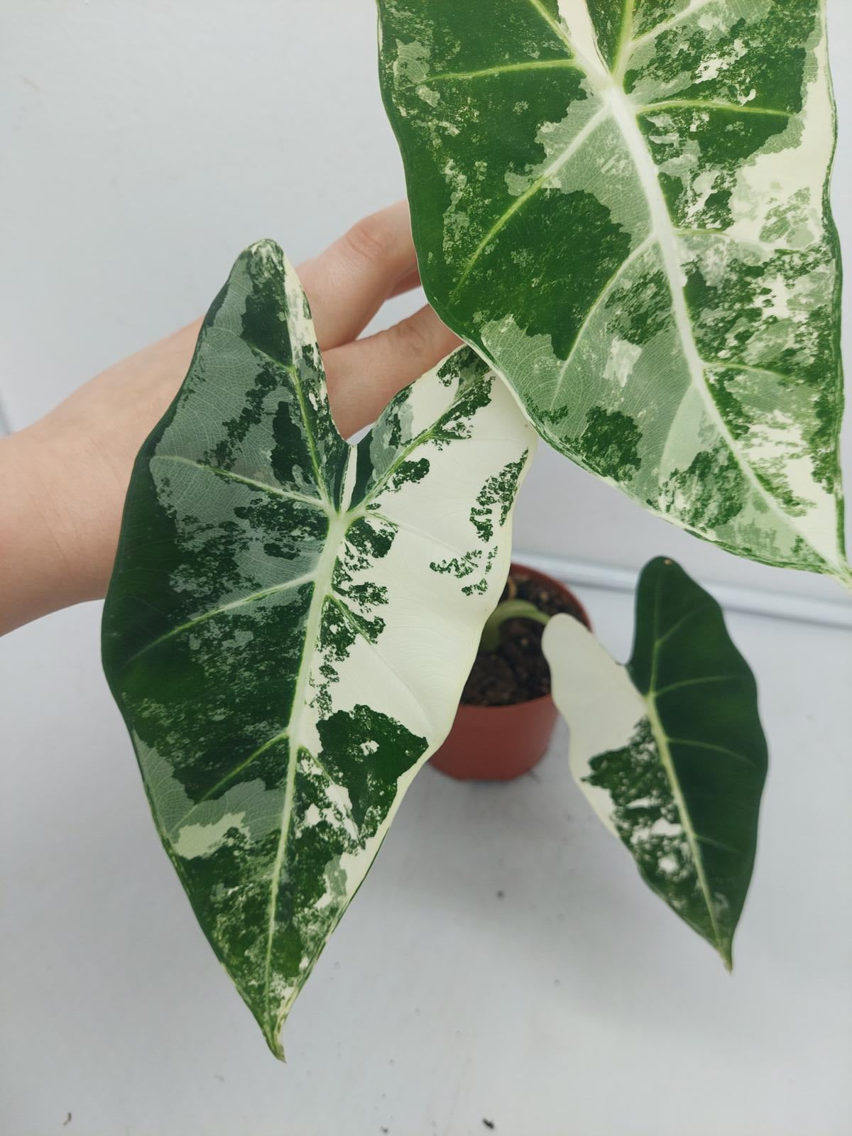 Alocasia Frydek Variegata