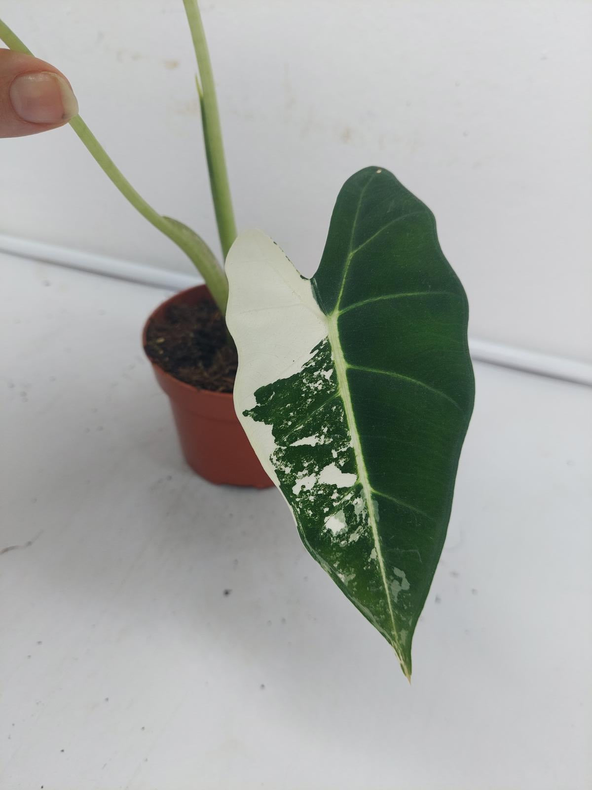 Alocasia Frydek Variegata