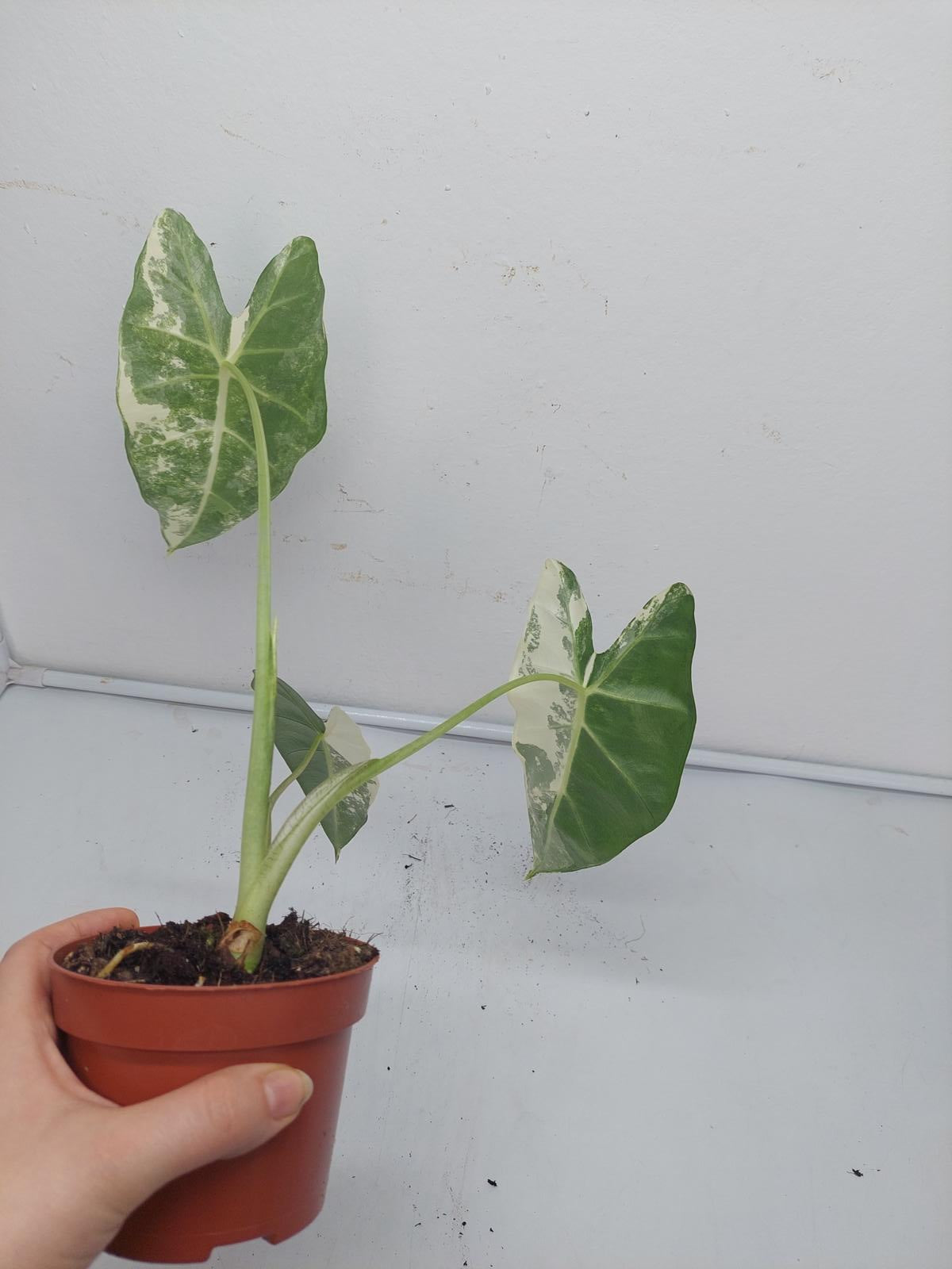 Alocasia Frydek Variegata