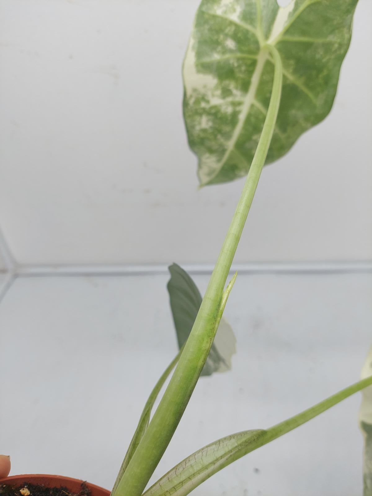 Alocasia Frydek Variegata