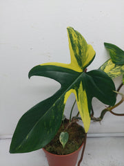 Philodendron Florida Beauty