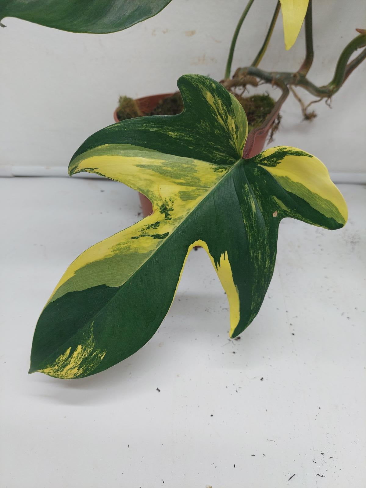 Philodendron Florida Beauty