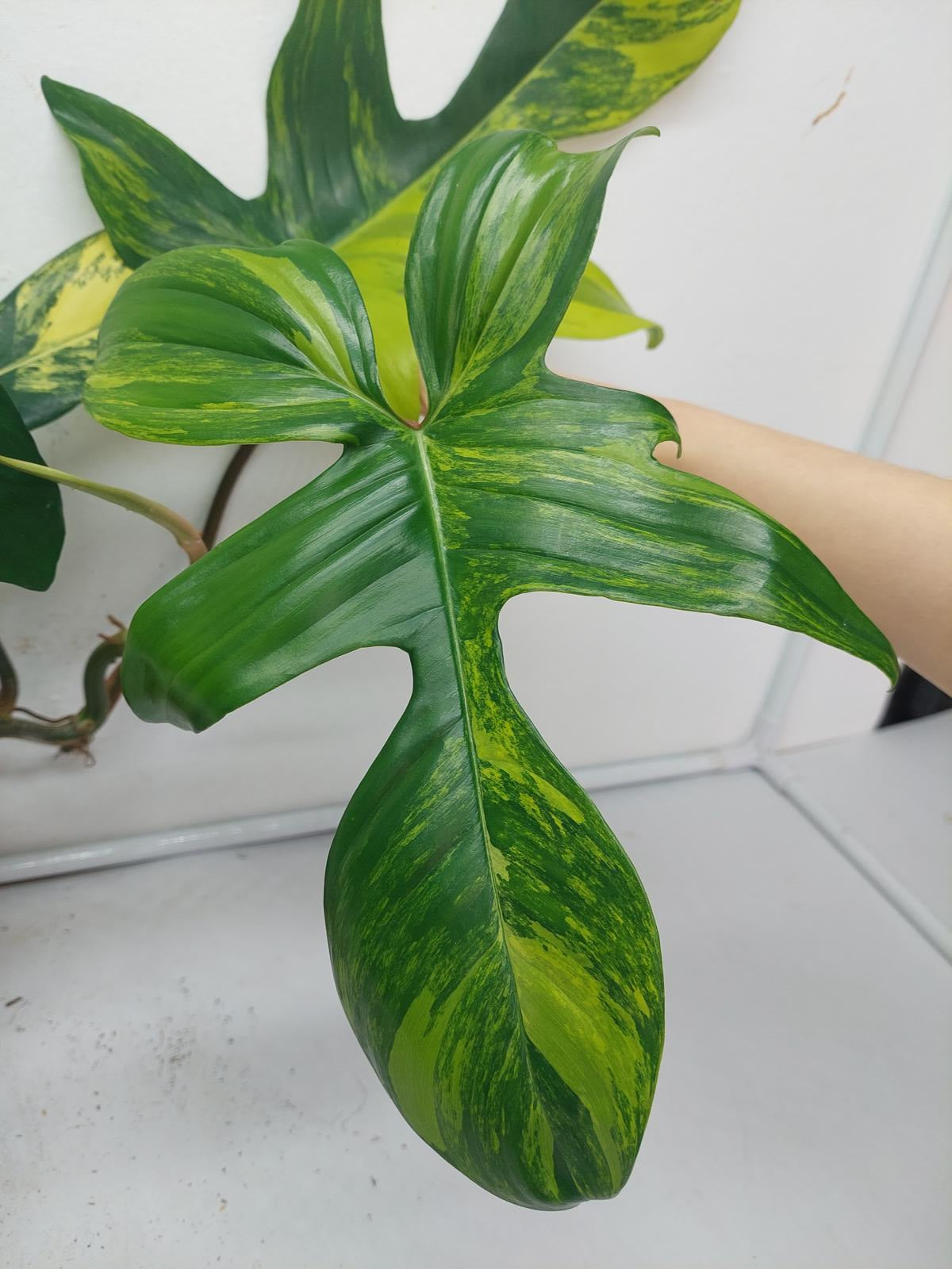 Philodendron Florida Beauty