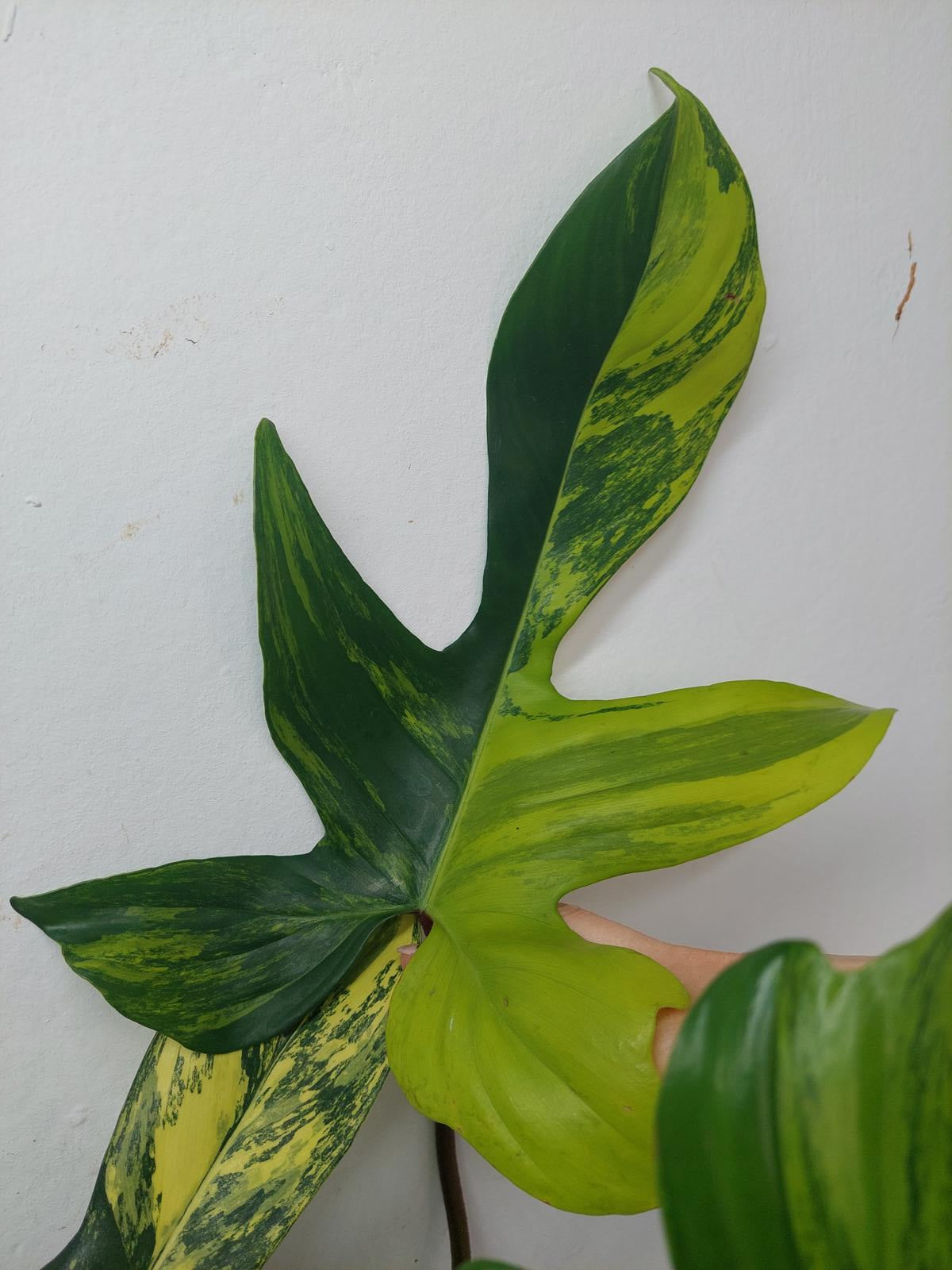 Philodendron Florida Beauty