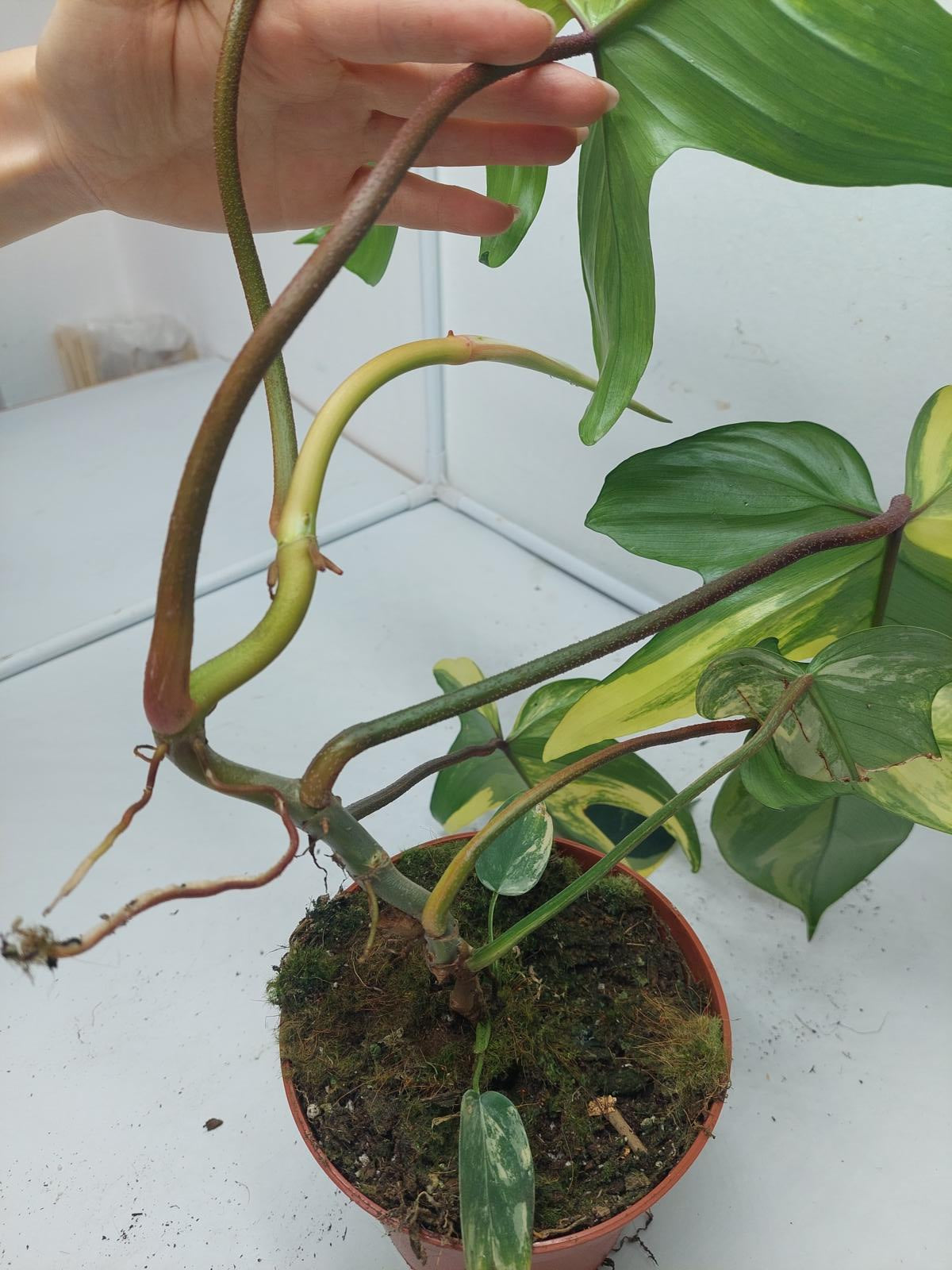 Philodendron Florida Beauty