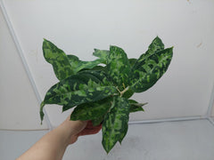 Aglaonema Pictum Tricolor