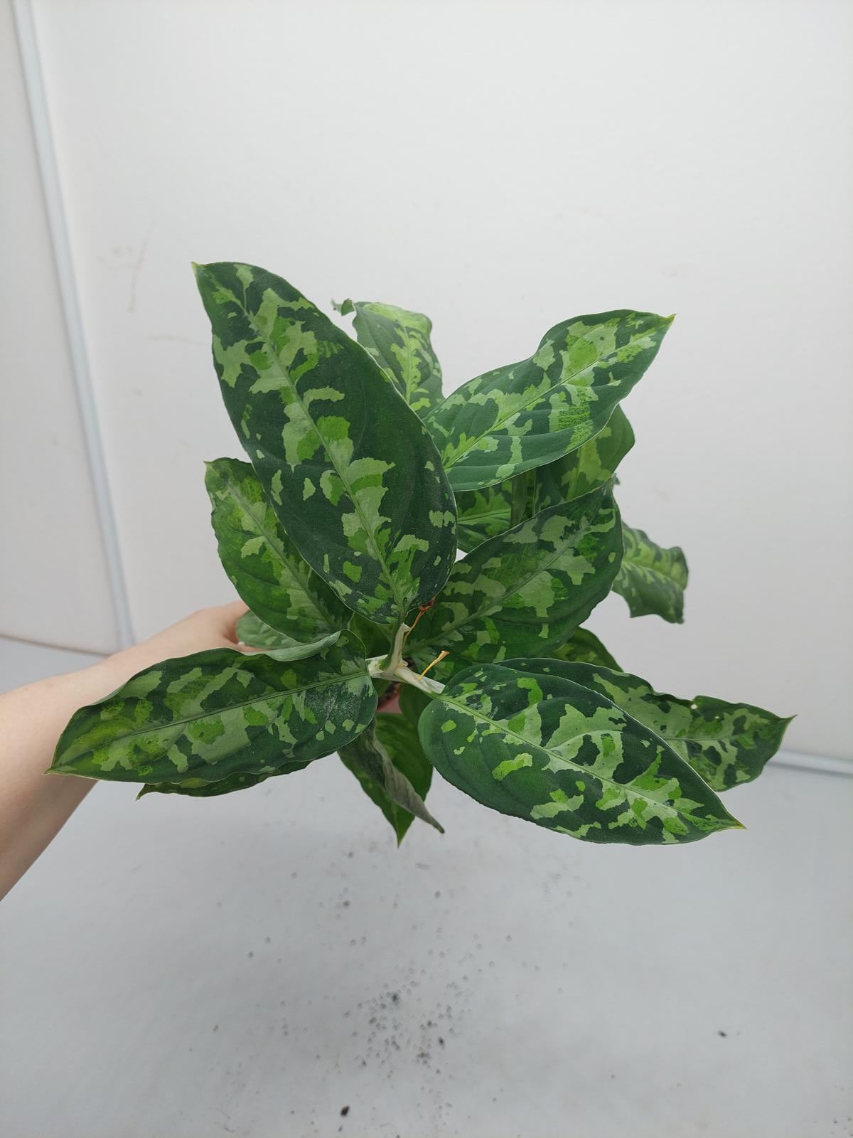 Aglaonema Pictum Tricolor