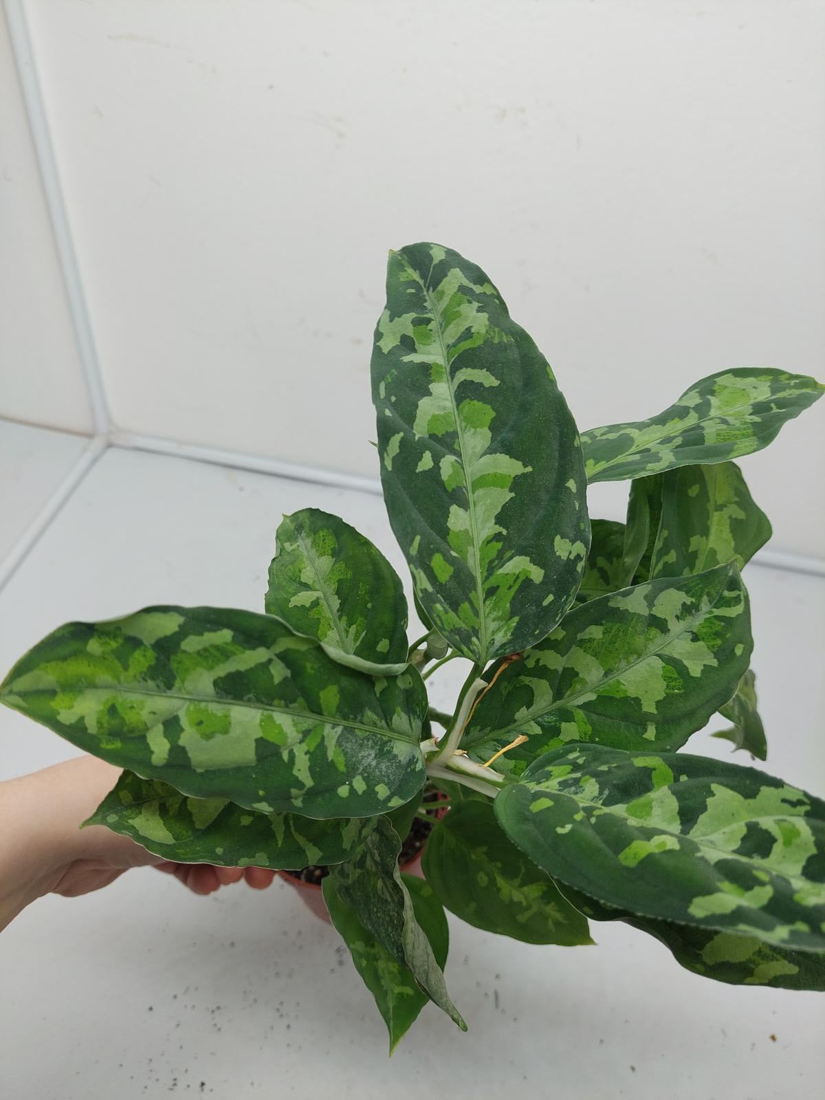 Aglaonema Pictum Tricolor