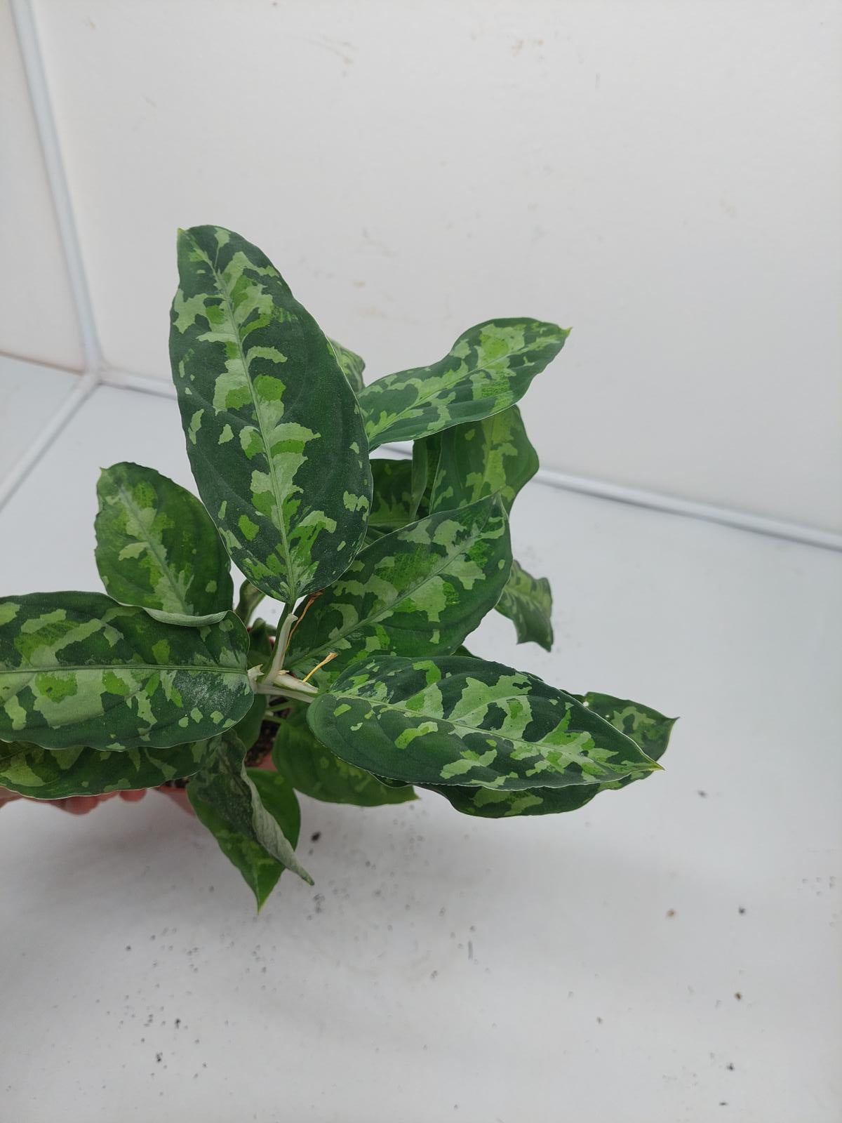 Aglaonema Pictum Tricolor