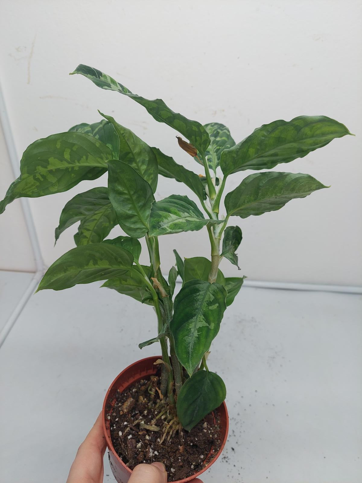 Aglaonema Pictum Tricolor