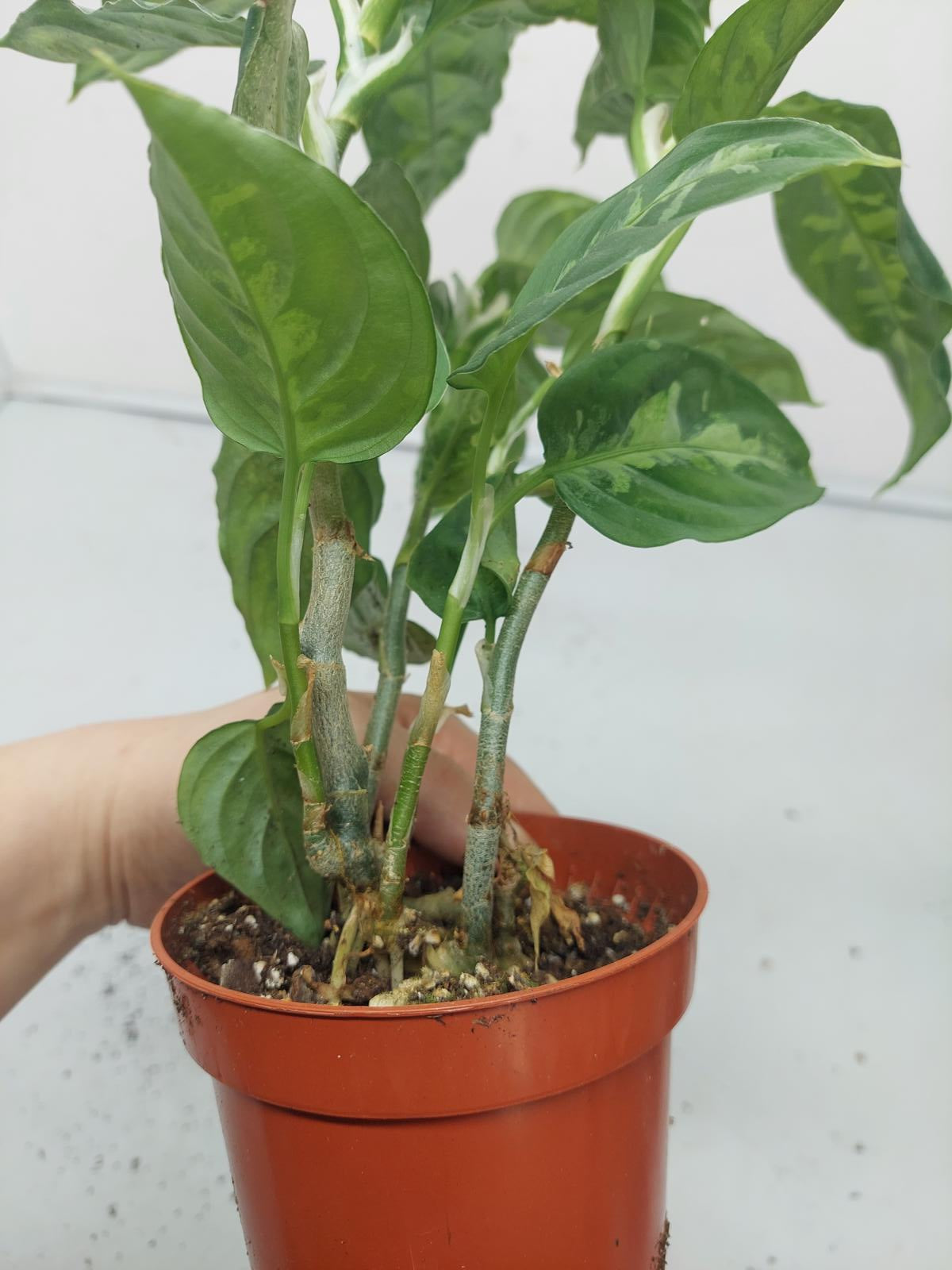 Aglaonema Pictum Tricolor