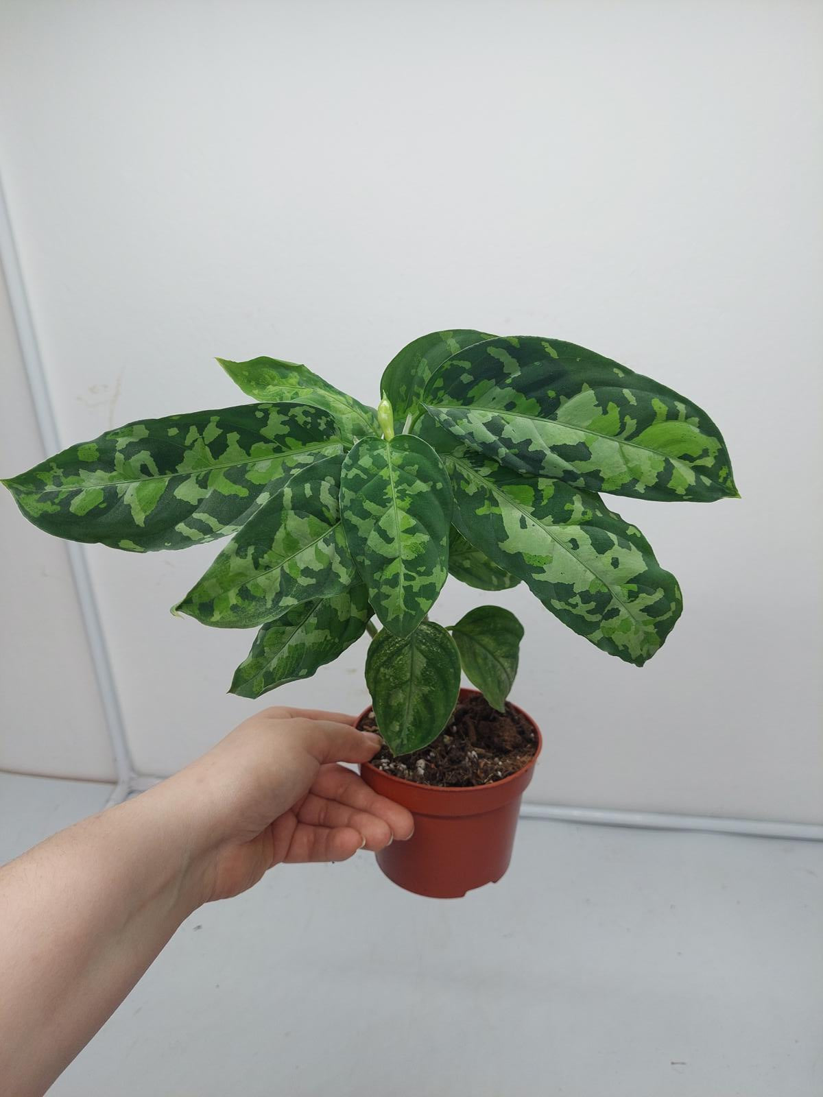 Aglaonema Pictum Tricolor