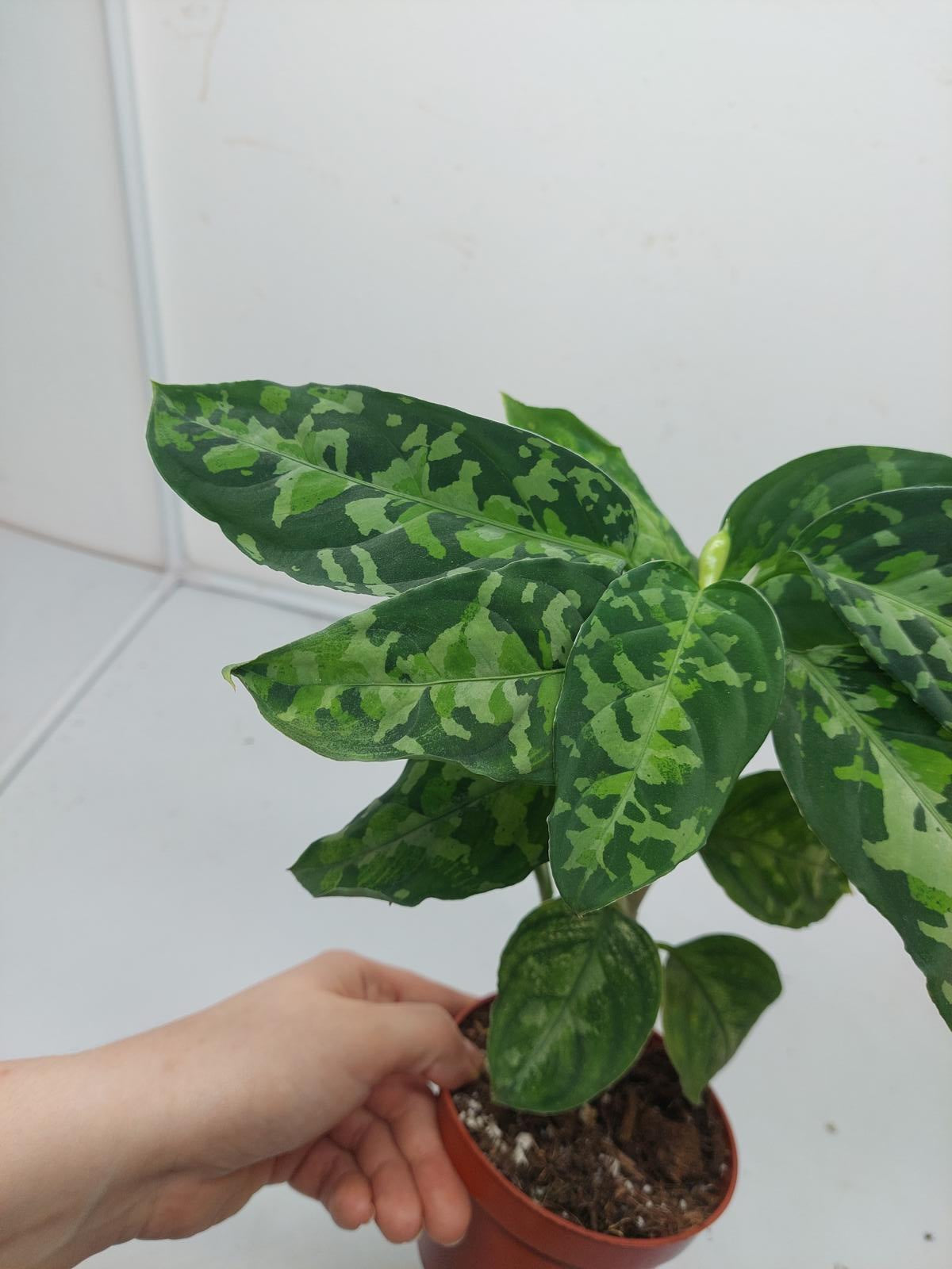 Aglaonema Pictum Tricolor