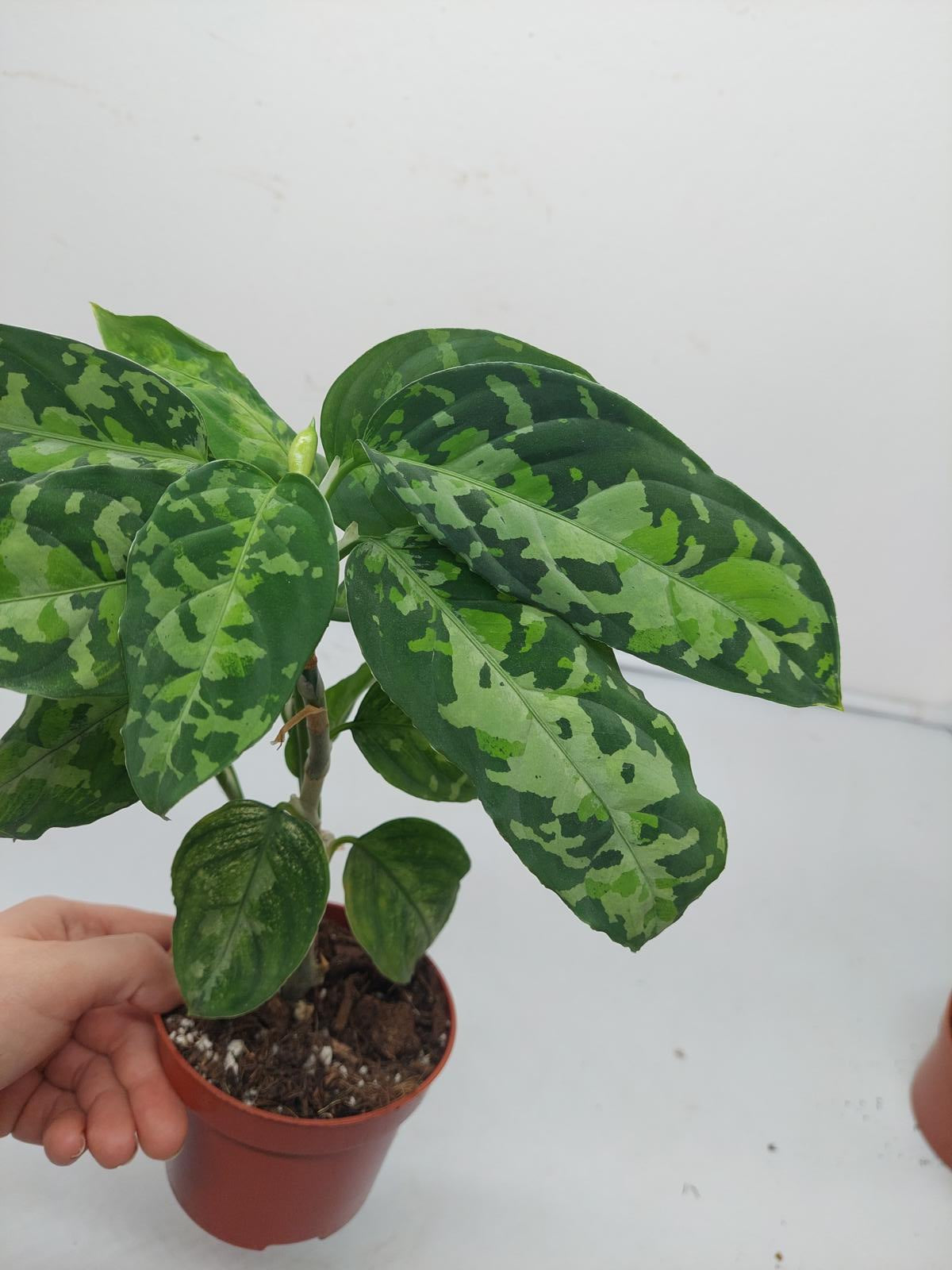 Aglaonema Pictum Tricolor