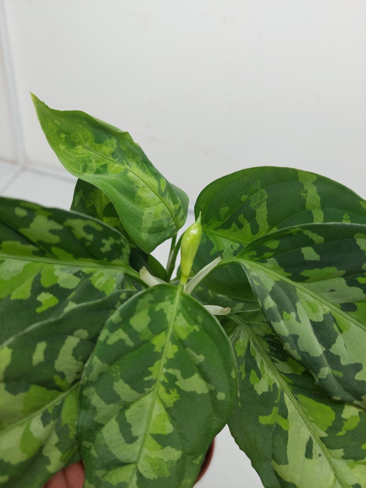 Aglaonema Pictum Tricolor