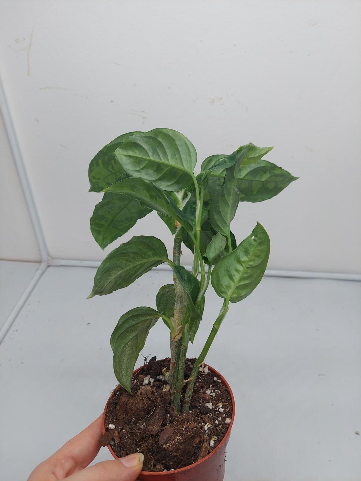 Aglaonema Pictum Tricolor