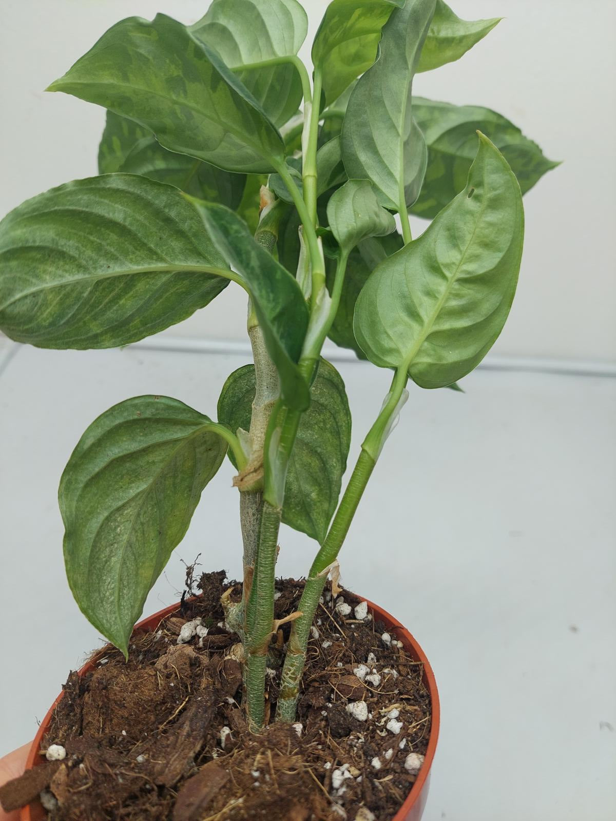 Aglaonema Pictum Tricolor