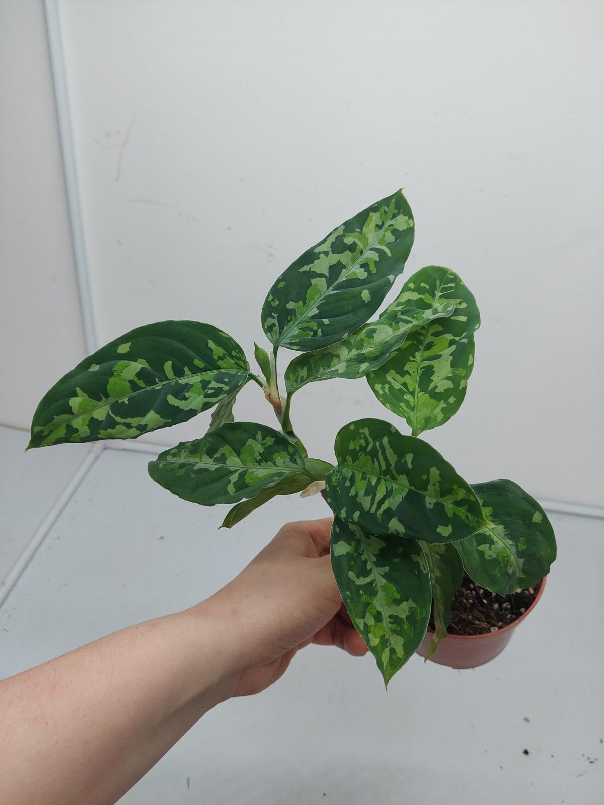 Aglaonema Pictum Tricolor