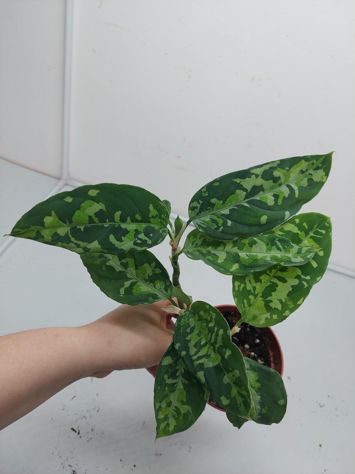 Aglaonema Pictum Tricolor