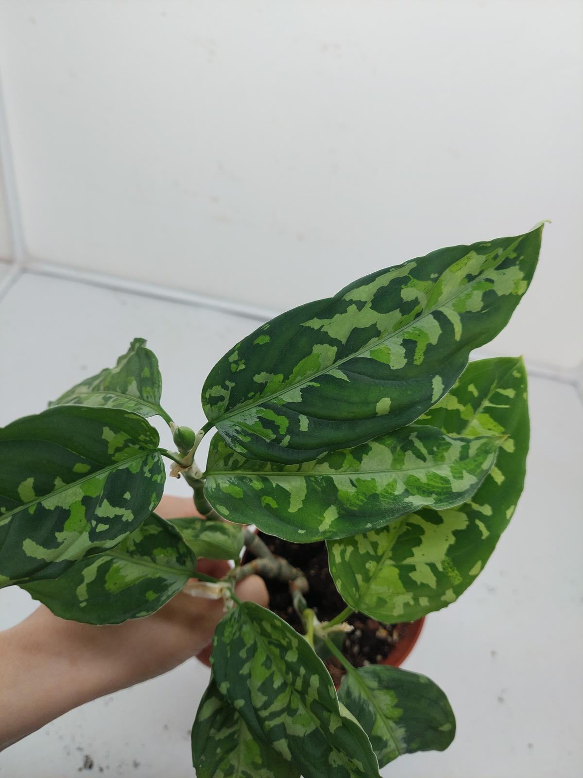 Aglaonema Pictum Tricolor