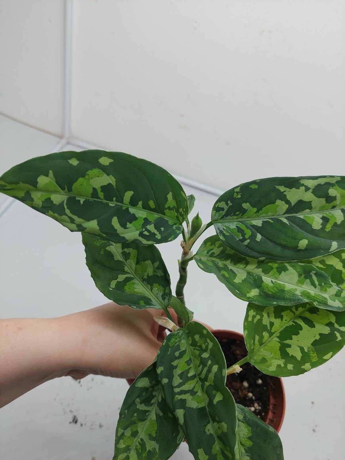 Aglaonema Pictum Tricolor