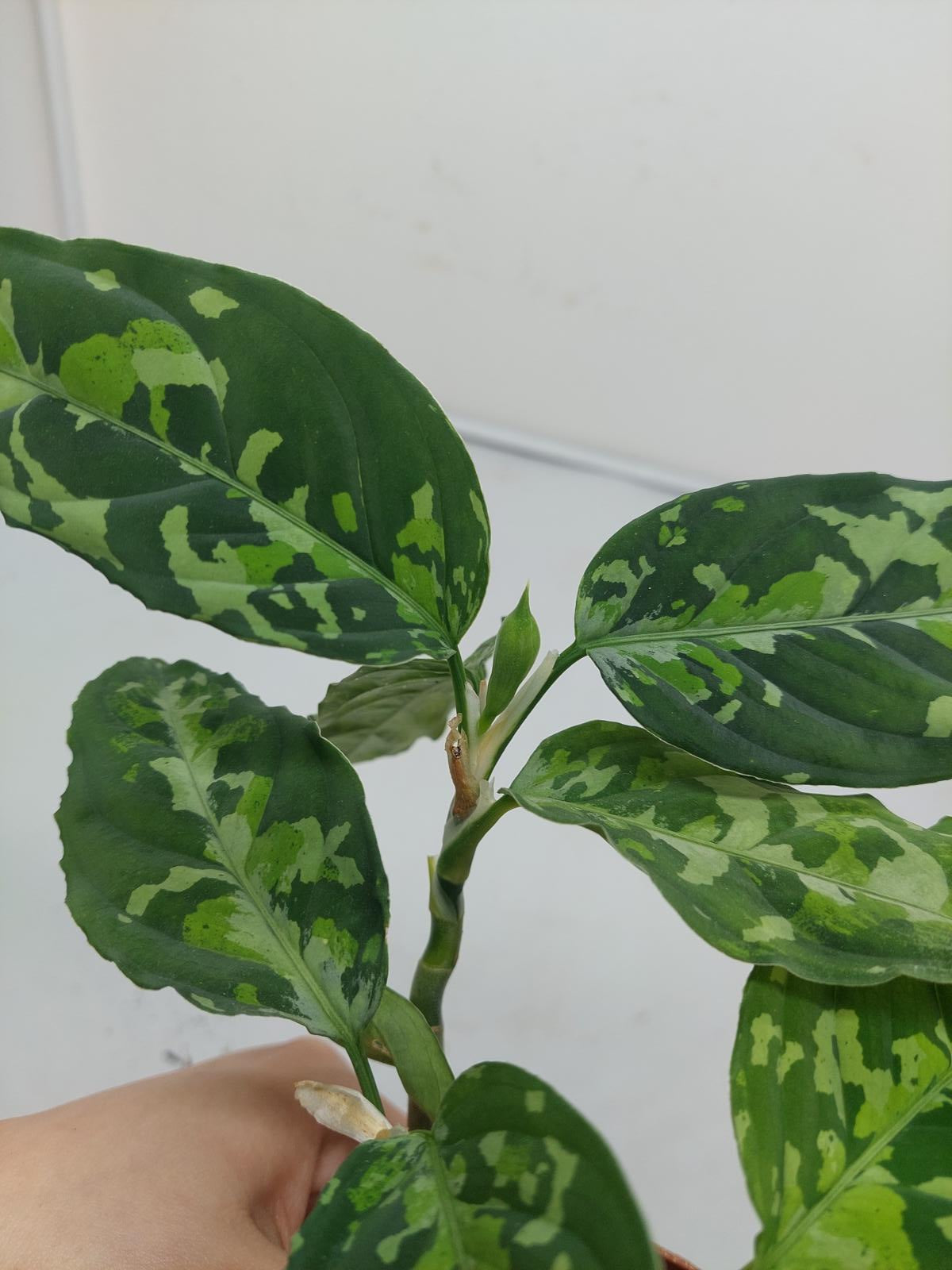 Aglaonema Pictum Tricolor