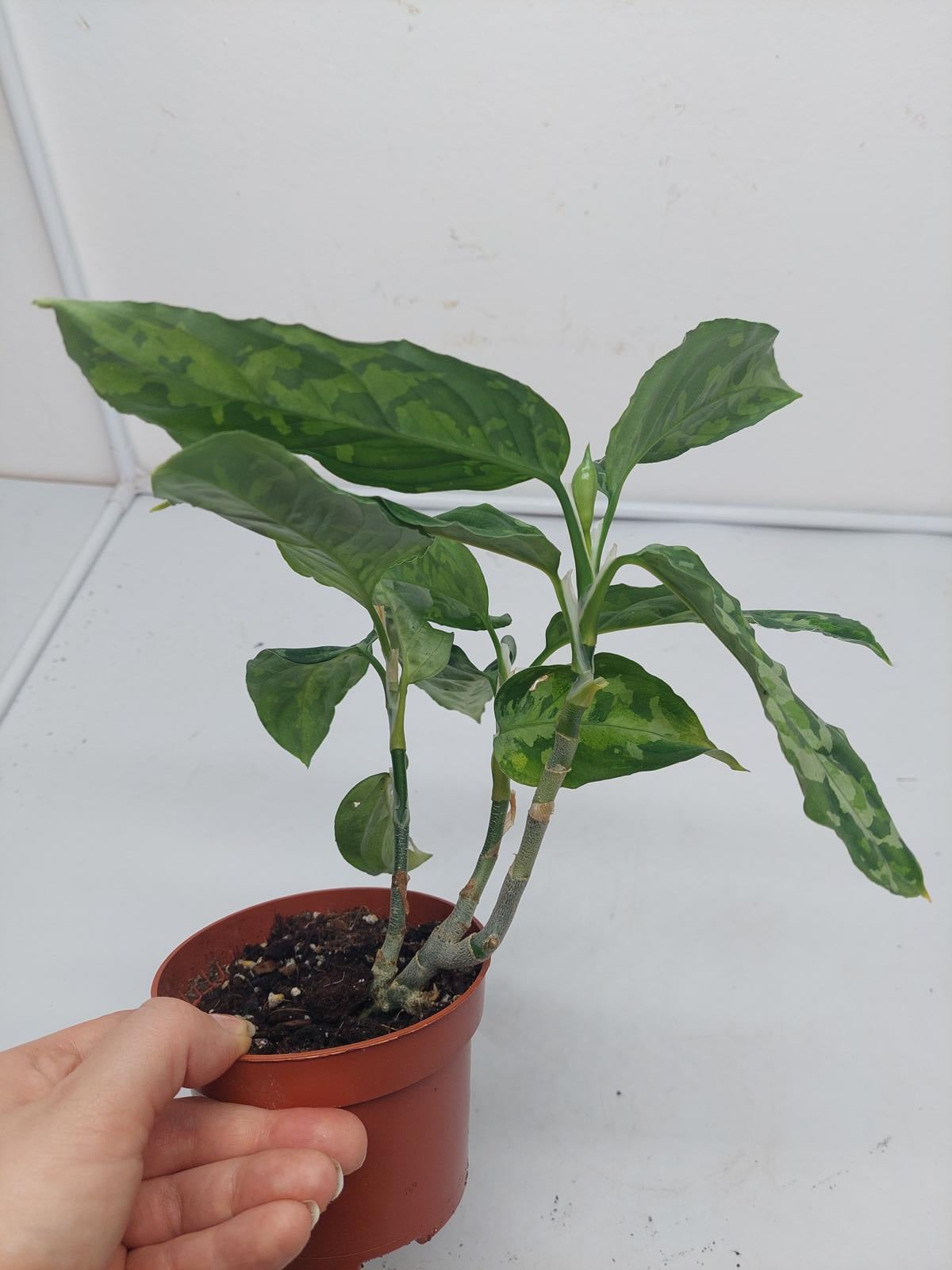 Aglaonema Pictum Tricolor