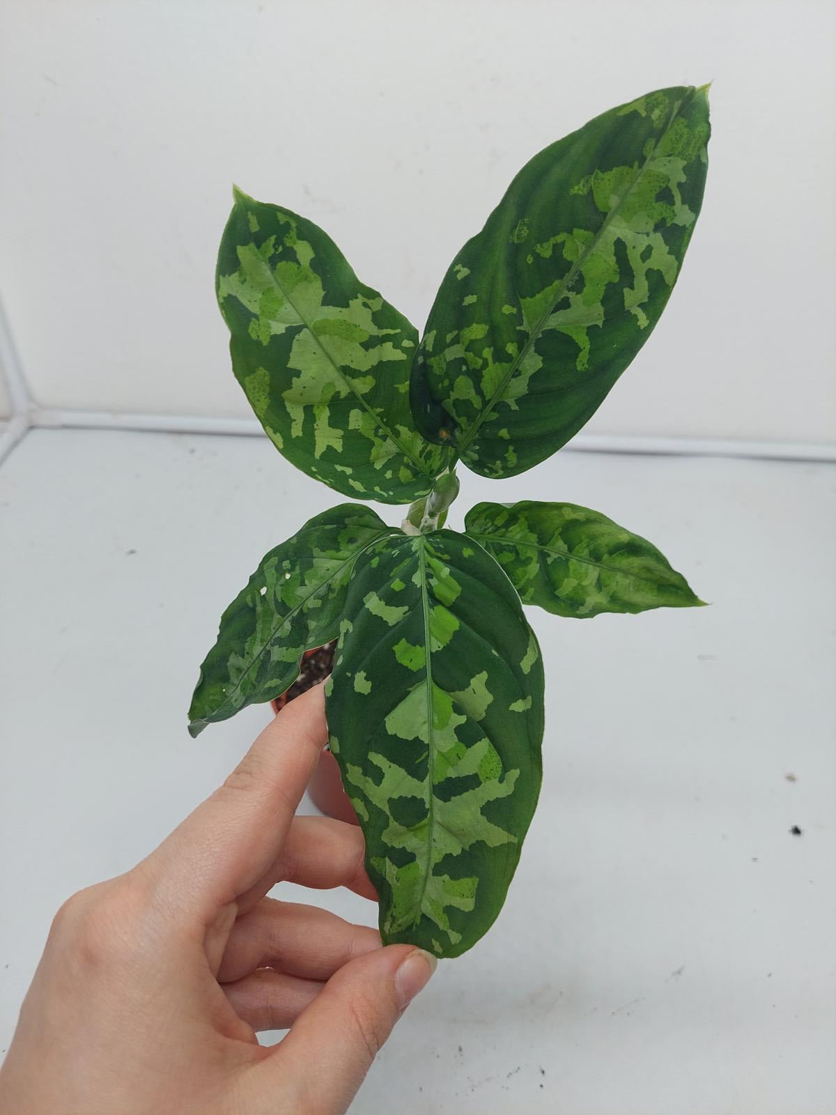 Aglaonema Pictum Tricolor