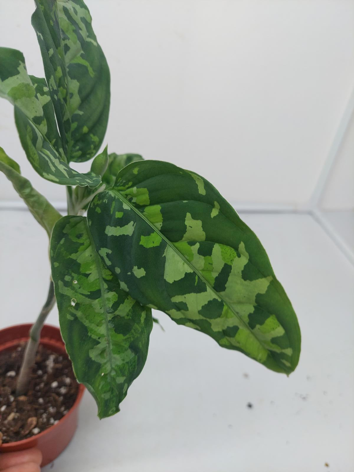 Aglaonema Pictum Tricolor