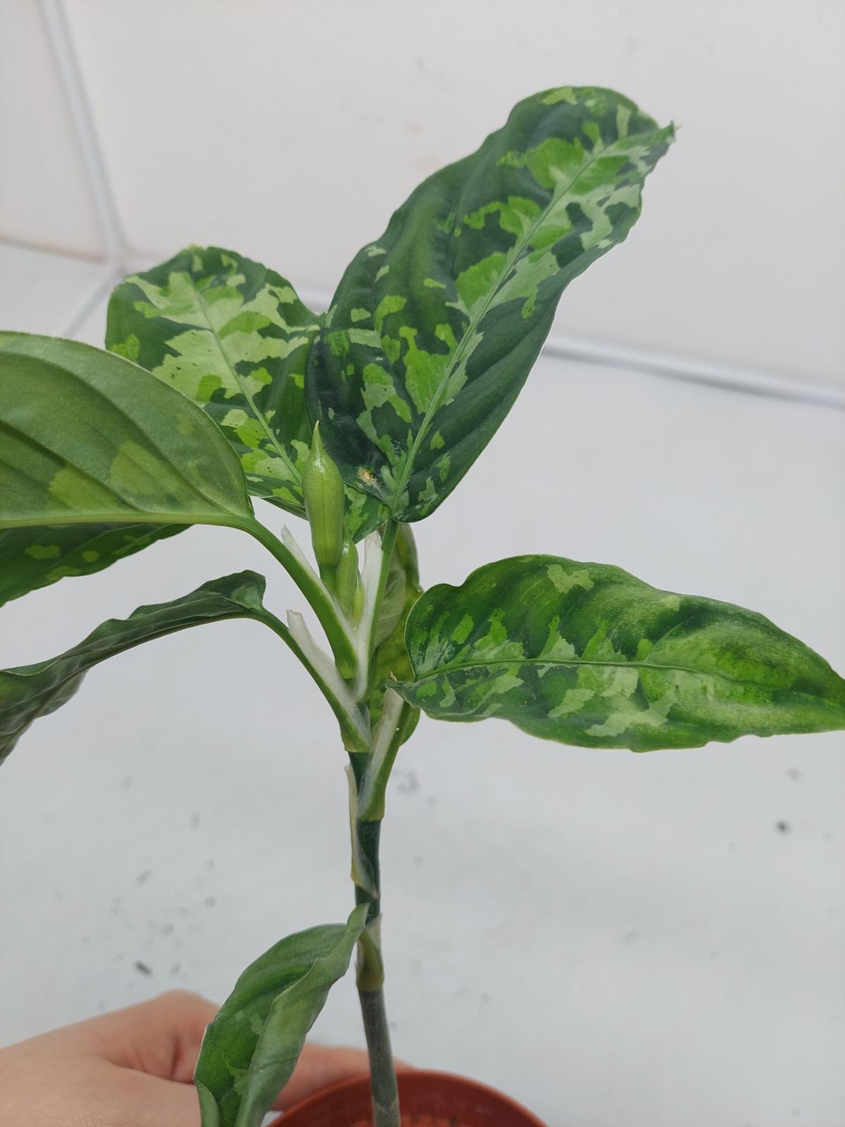 Aglaonema Pictum Tricolor