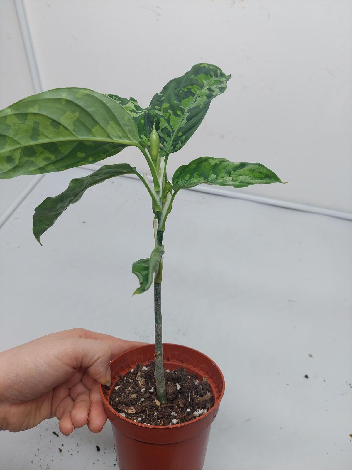 Aglaonema Pictum Tricolor