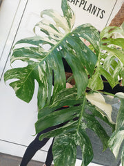 Monstera Variegata buschig