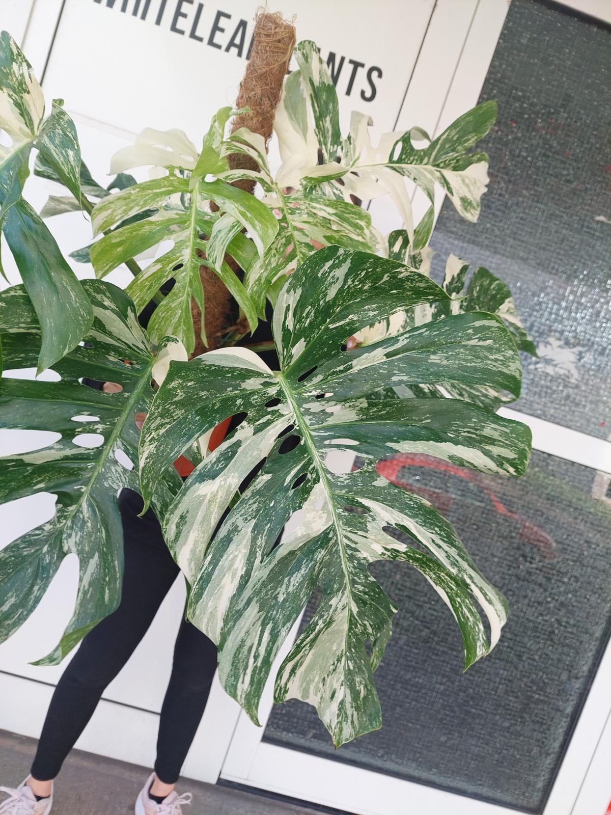 Monstera Variegata buschig