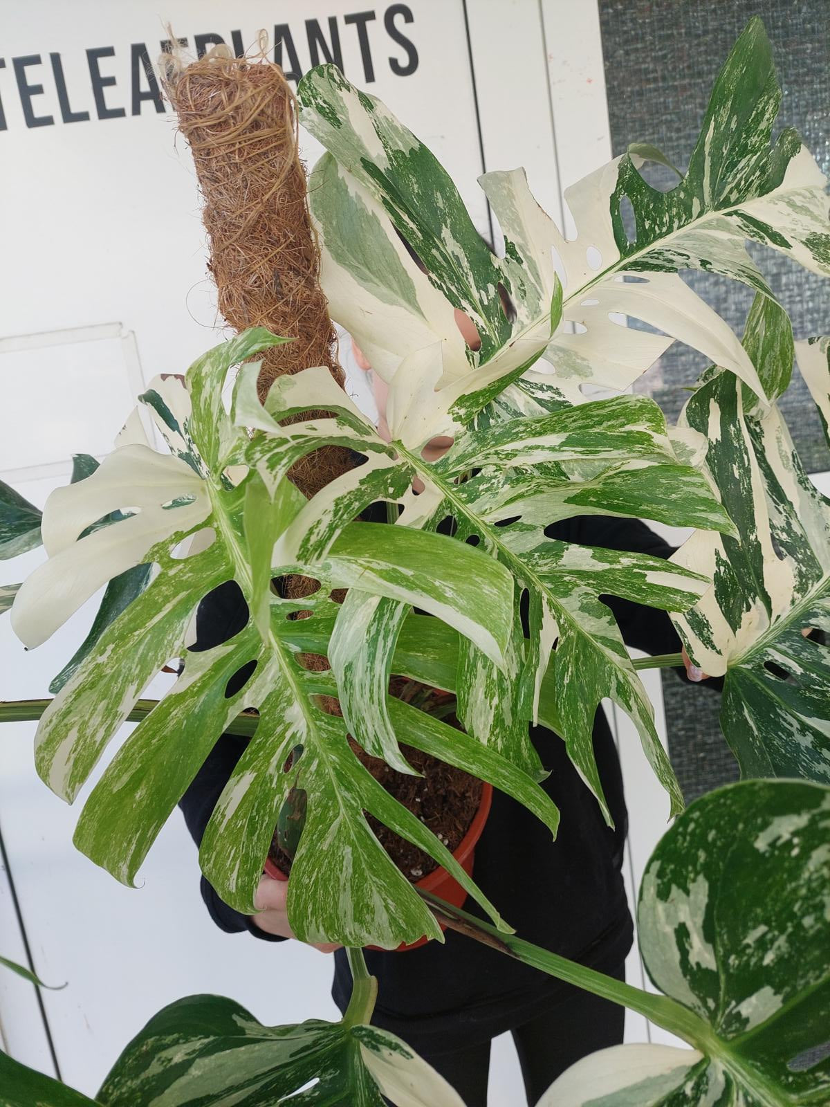 Monstera Variegata buschig