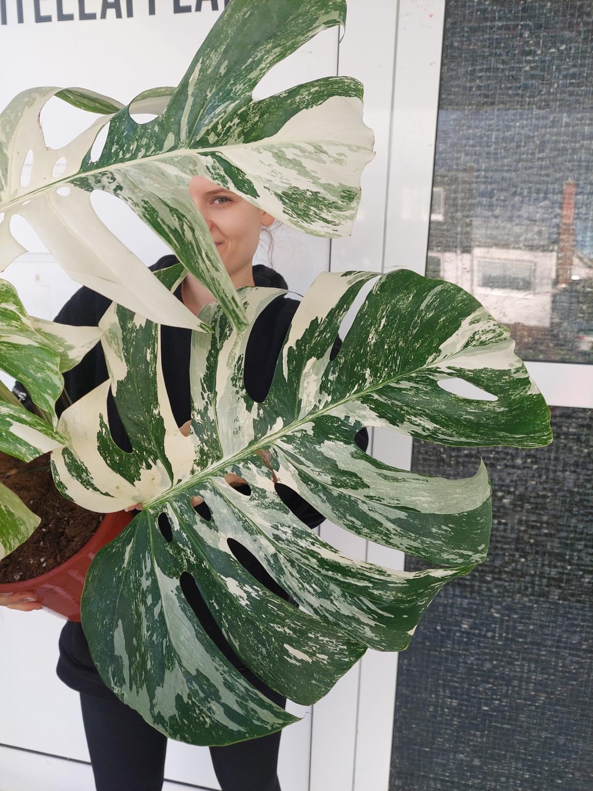 Monstera Variegata buschig