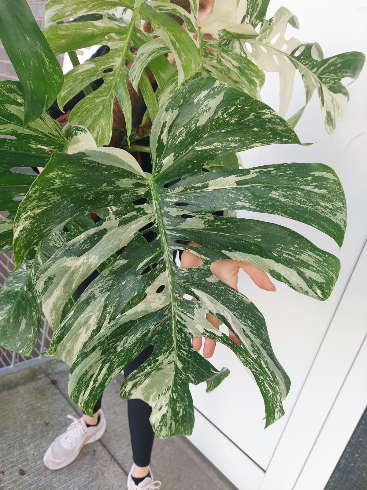 Monstera Variegata buschig