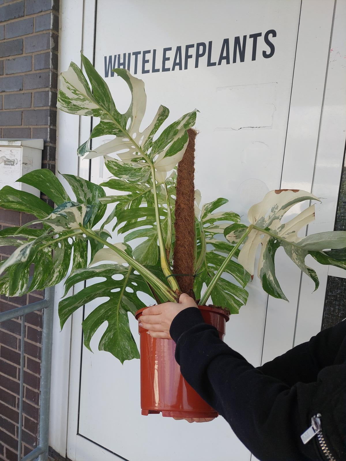 Monstera Variegata buschig