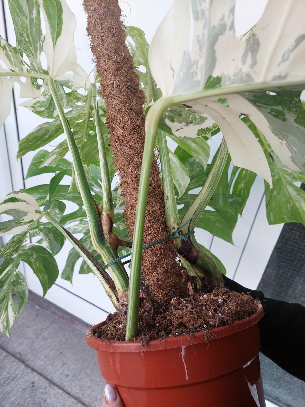 Monstera Variegata buschig