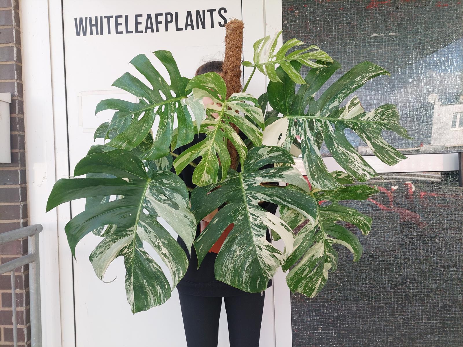 Monstera Variegata buschig