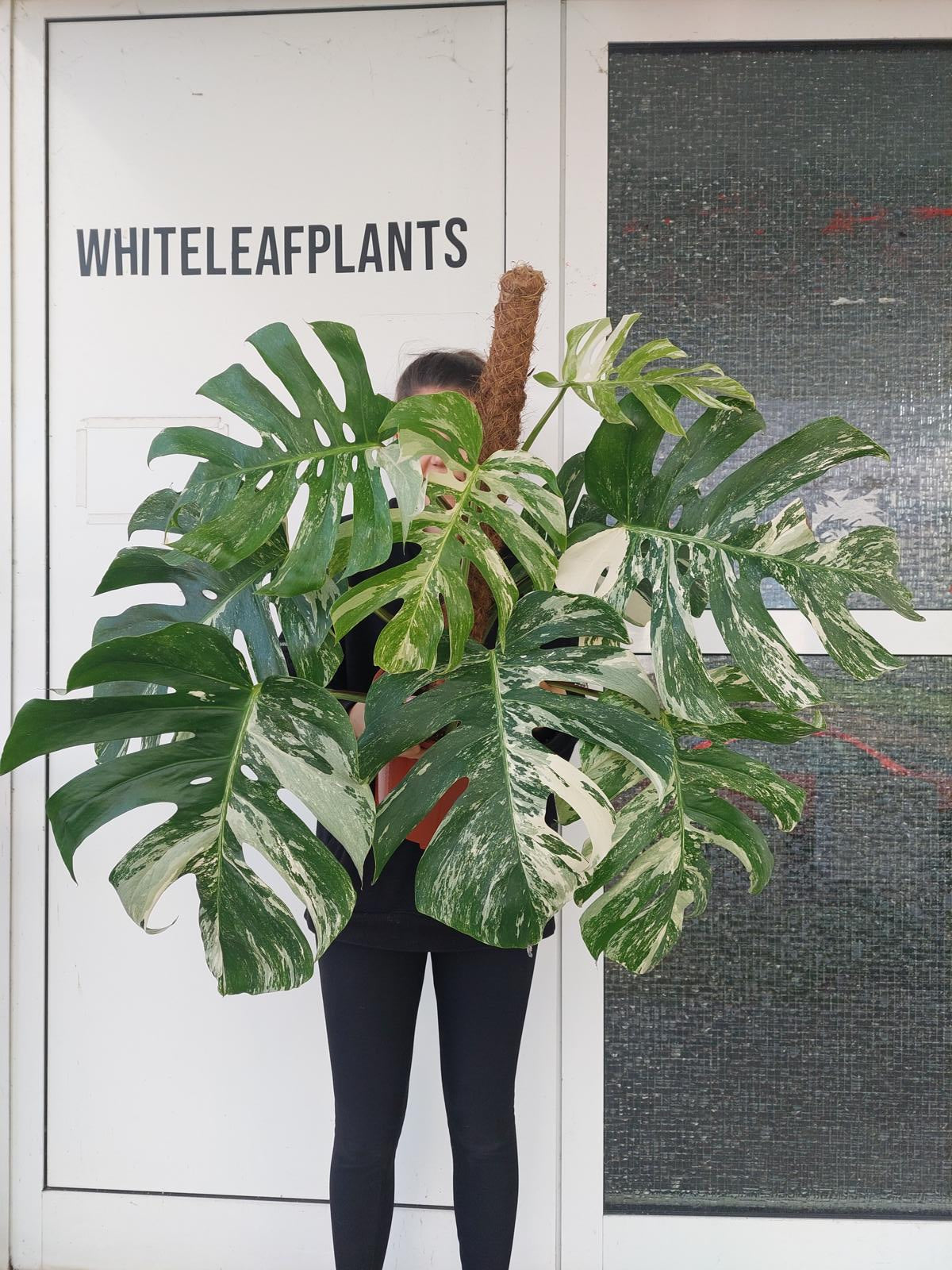 Monstera Variegata buschig