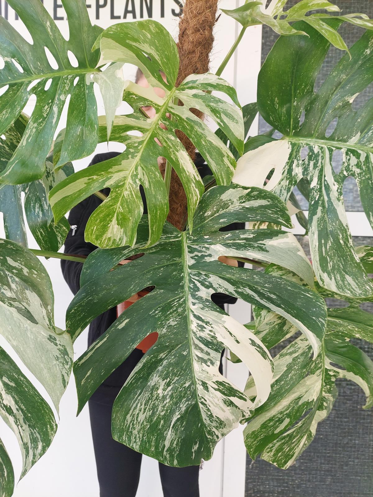 Monstera Variegata buschig