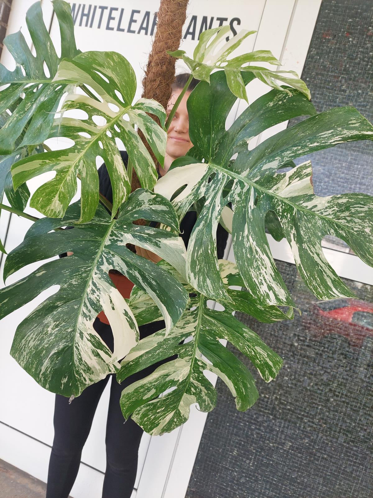 Monstera Variegata buschig