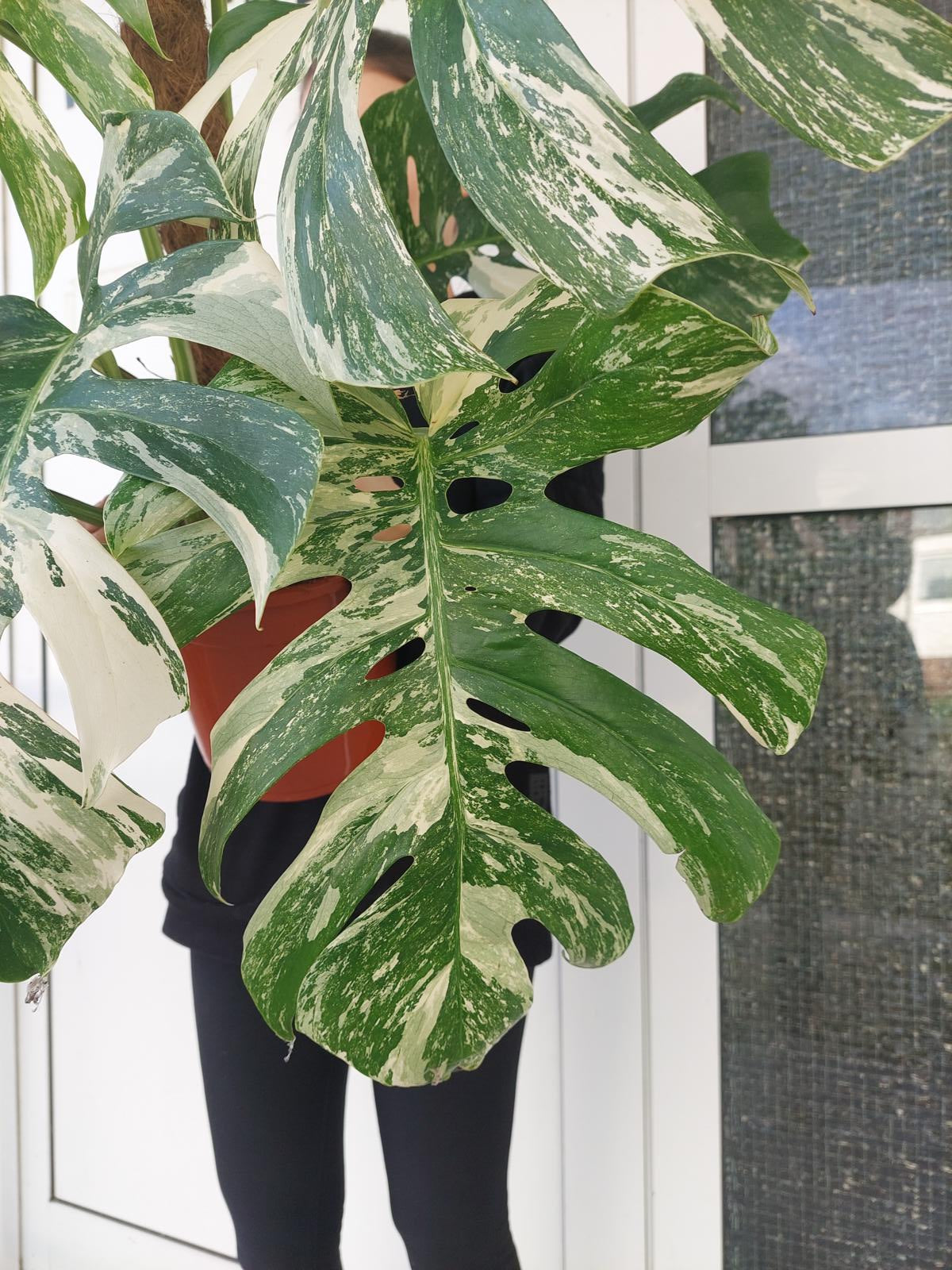 Monstera Variegata buschig