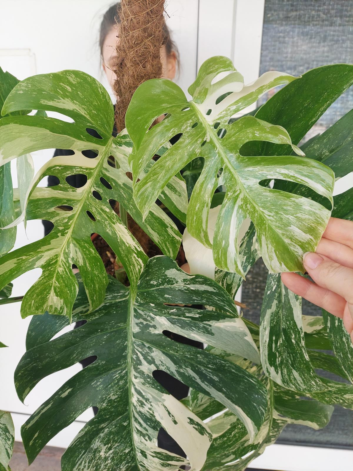 Monstera Variegata buschig