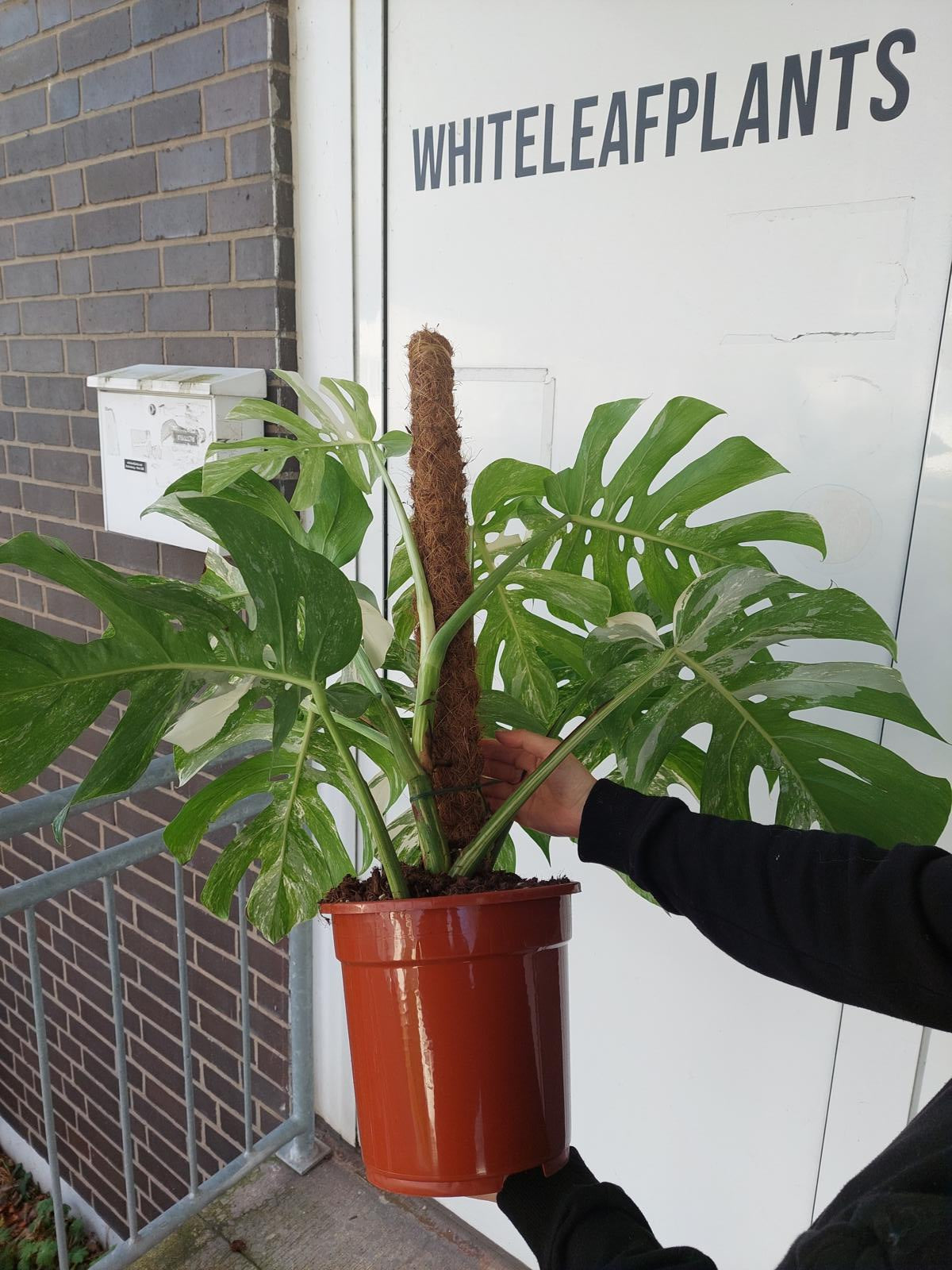 Monstera Variegata buschig