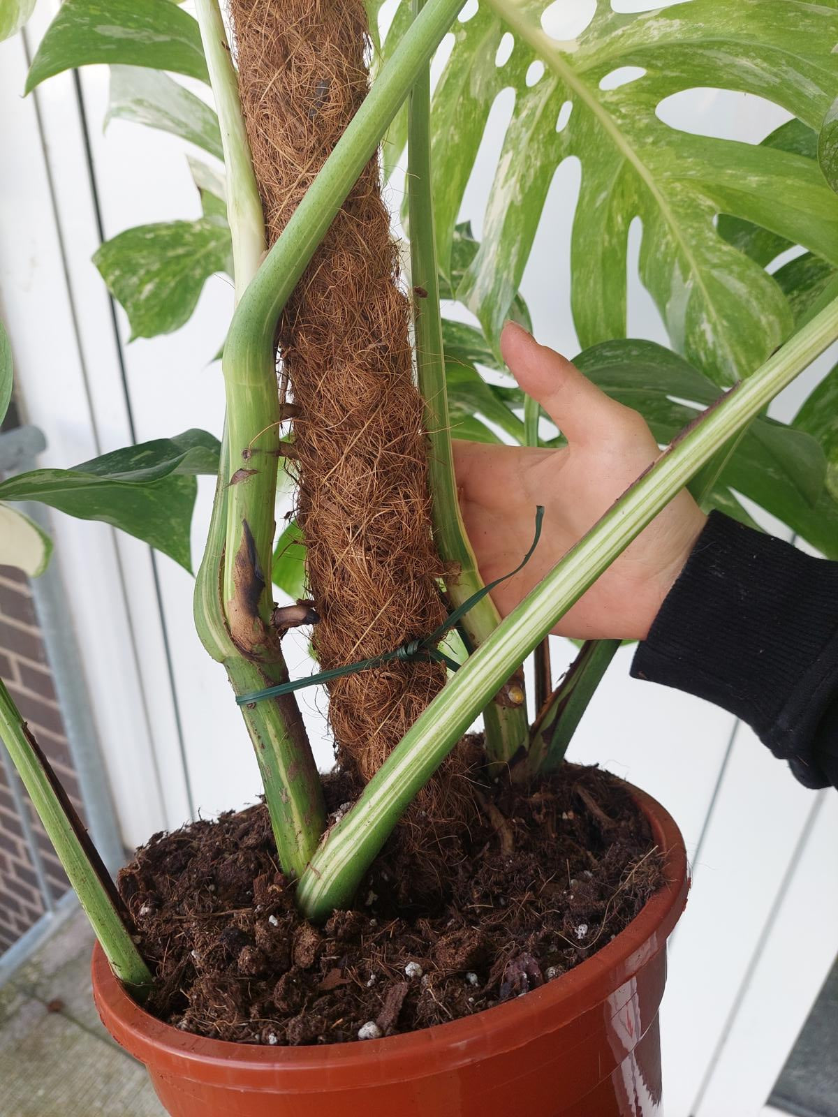 Monstera Variegata buschig