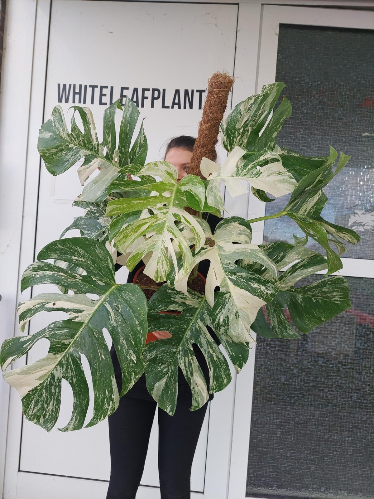 Monstera Variegata buschig