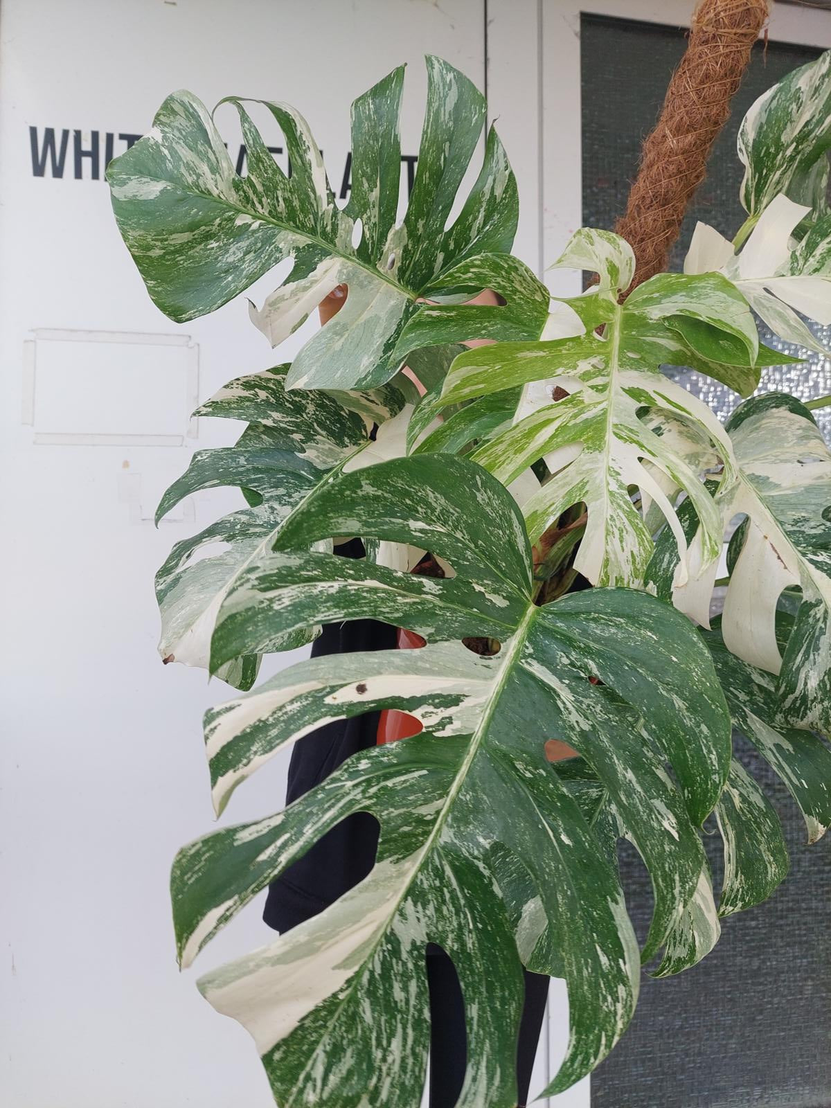 Monstera Variegata buschig