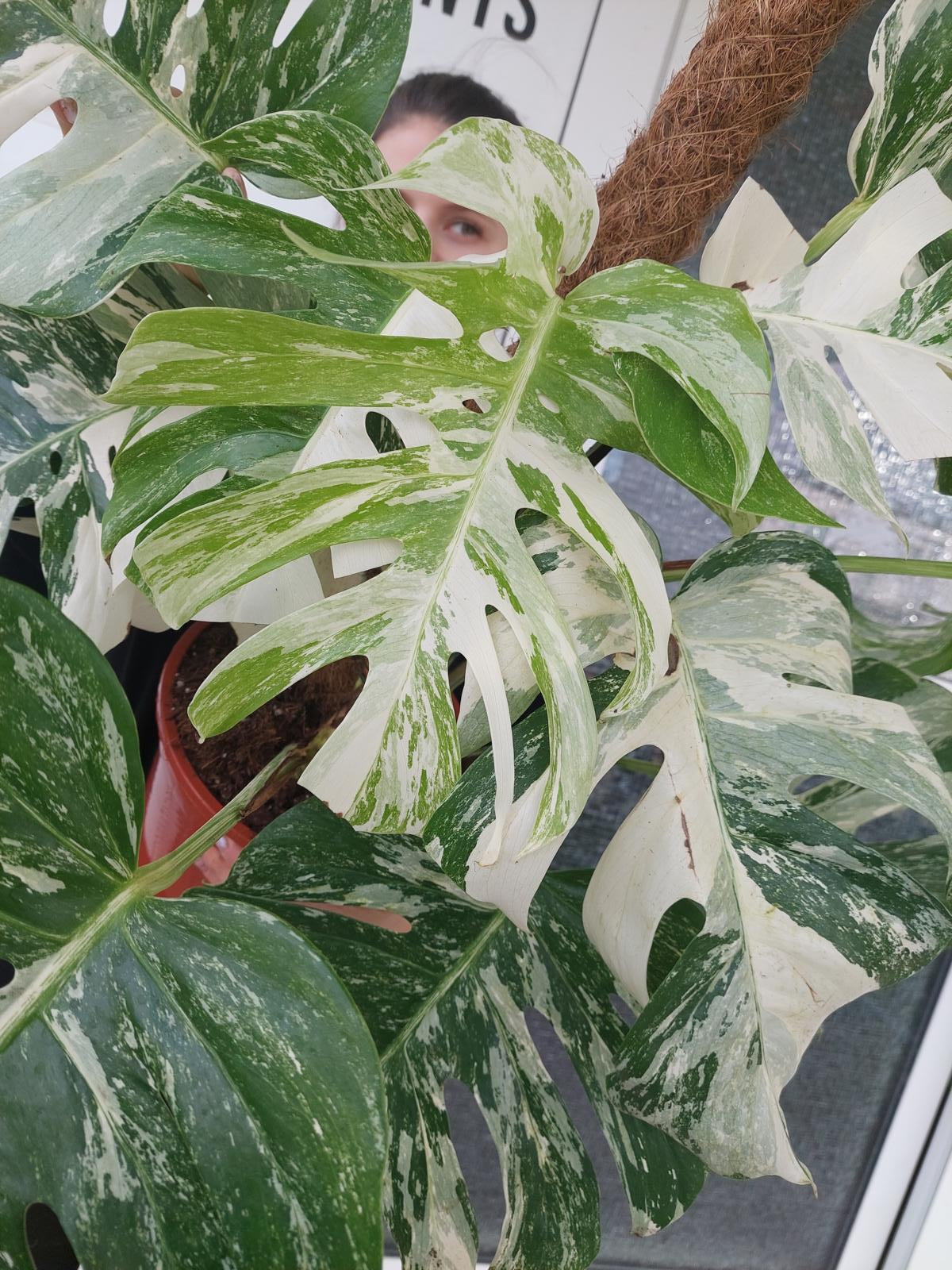 Monstera Variegata buschig